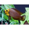 Altolamprologus compressiceps gold head kantalamba - 3 - 4 cm