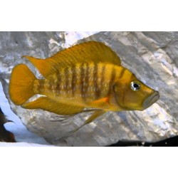 Altolamprologus compressiceps gombe - 4 - 5 cm
