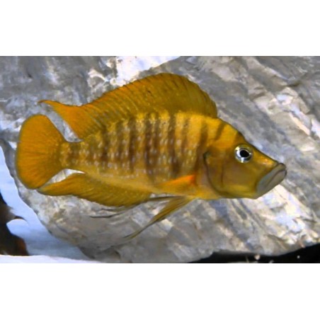 Altolamprologus compressiceps gombe - 4 - 5 cm