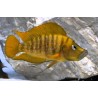 Altolamprologus compressiceps gombe - 4 - 5 cm
