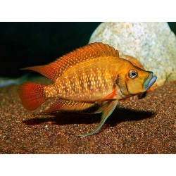 Altolamprologus compressiceps red fin kagunga - 3 - 4 cm