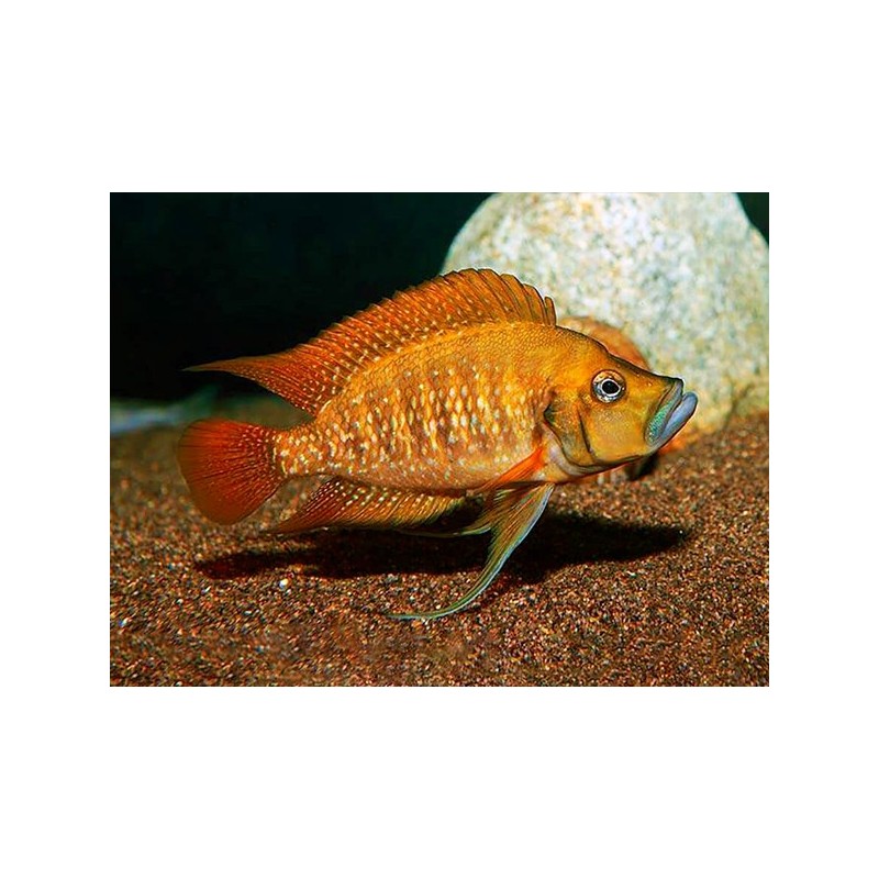 Altolamprologus compressiceps red fin kagunga - 3 - 4 cm