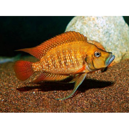 Altolamprologus compressiceps red fin kagunga - 3 - 4 cm