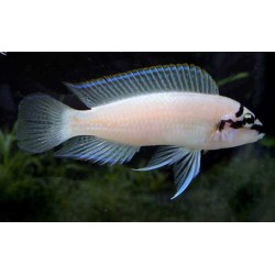 Chalinochromis brichardi - 4 - 5 cm