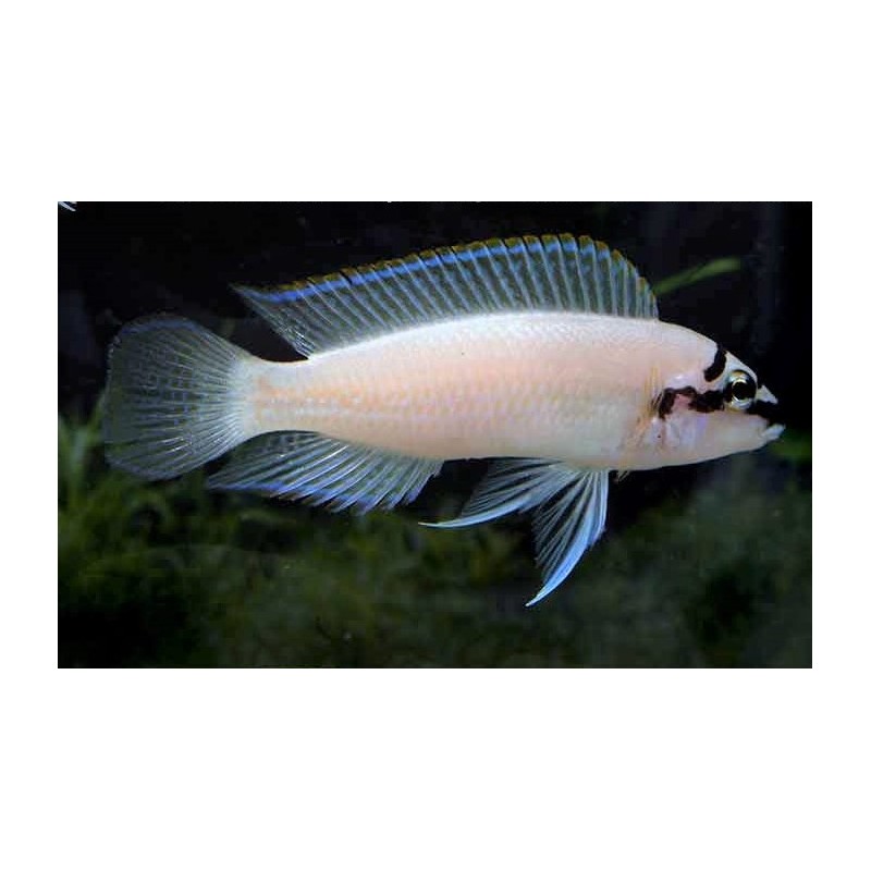 Chalinochromis brichardi - 4 - 5 cm