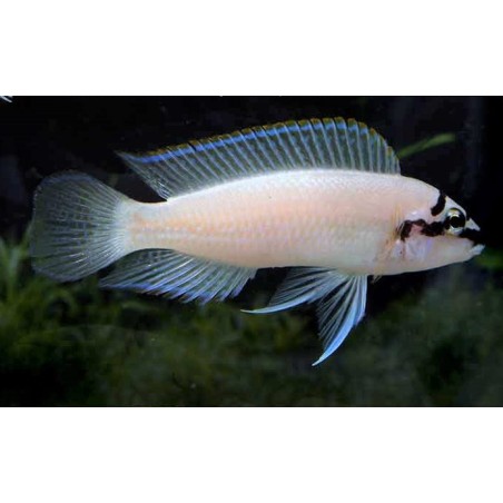 Chalinochromis brichardi - 4 - 5 cm
