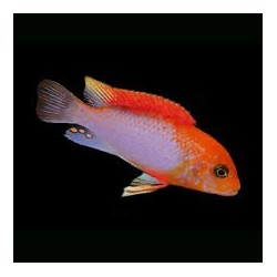 Labidochromis sunflower red - 4 - 5 cm