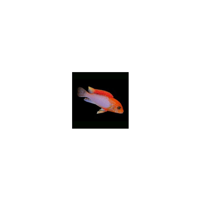 Labidochromis sunflower red - 4 - 5 cm
