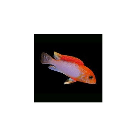 Labidochromis sunflower red - 4 - 5 cm
