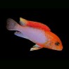 Labidochromis sunflower red - 4 - 5 cm