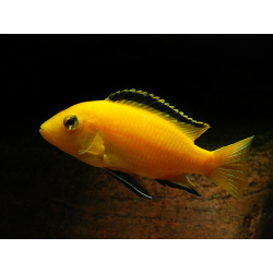 Labidochromis yellow kakusa - 4 - 5 cm