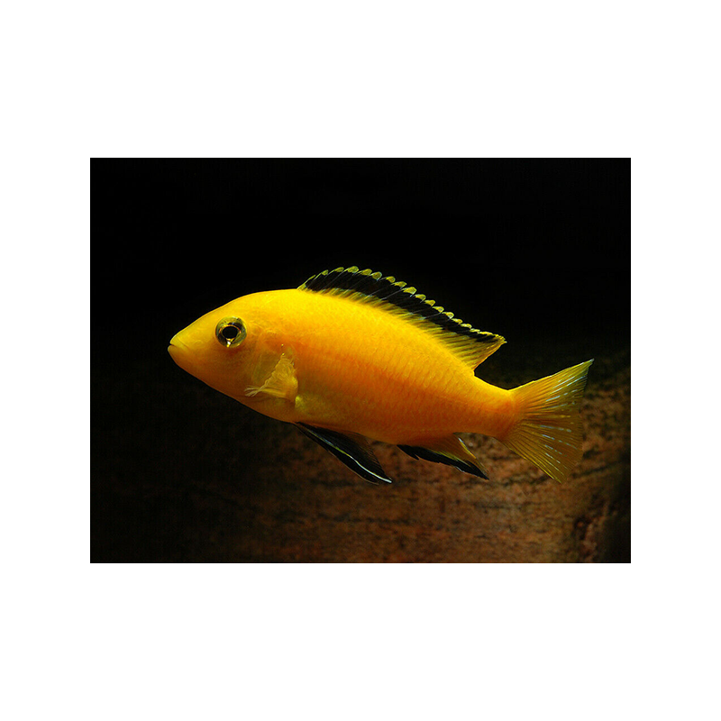 Labidochromis yellow kakusa - 4 - 5 cm