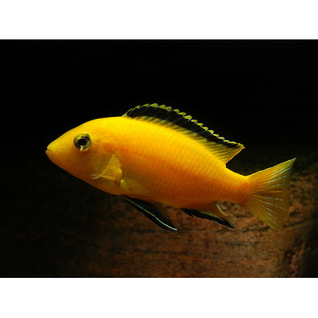 Labidochromis yellow kakusa - 4 - 5 cm