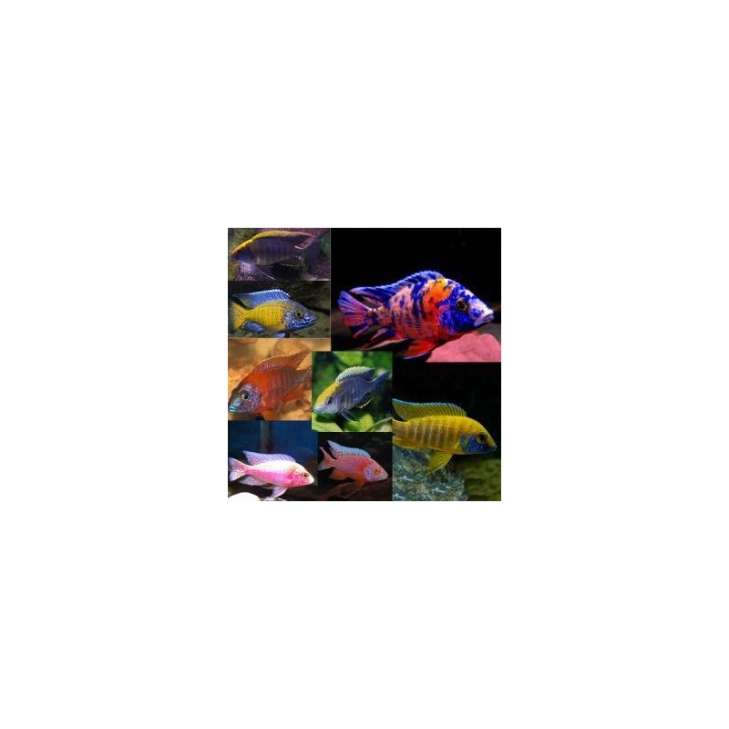 Malawi  cichlid mix selection - 4 - 5 cm