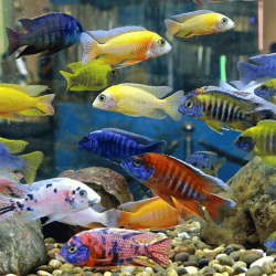 Malawi cichlid mixed - 4 - 5 cm