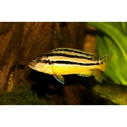 Melanochromis auratus - 4 - 5 cm