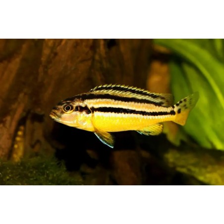 Melanochromis auratus - 4 - 5 cm