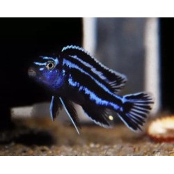 Melanochromis cyaneorhabdos - 3 - 4 cm