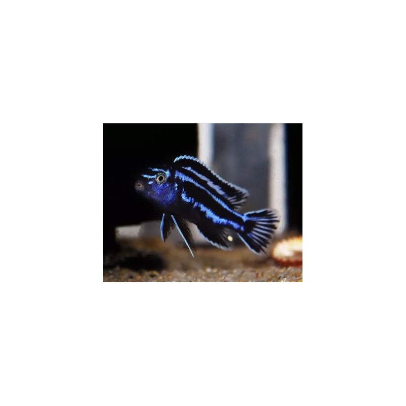 Melanochromis cyaneorhabdos - 3 - 4 cm