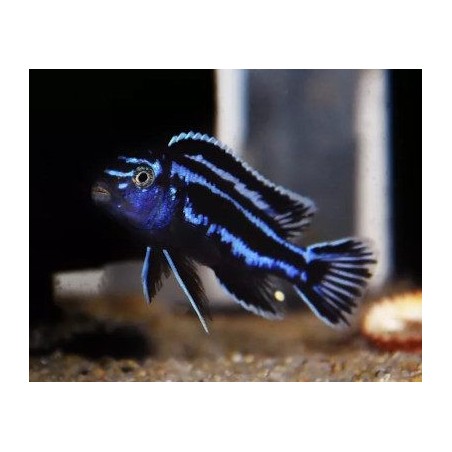 Melanochromis cyaneorhabdos - 3 - 4 cm