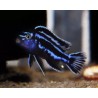 Melanochromis cyaneorhabdos - 3 - 4 cm