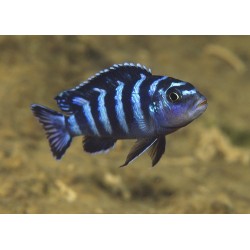 Melanochromis interuptus - 4 - 5 cm