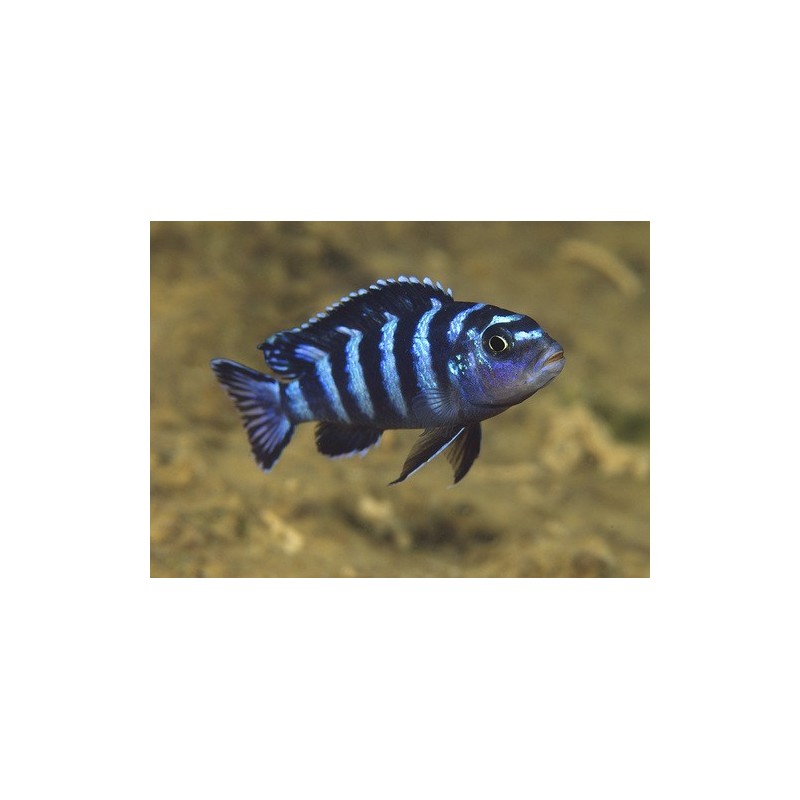 Melanochromis interuptus - 4 - 5 cm