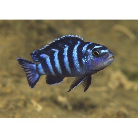 Melanochromis interuptus - 4 - 5 cm