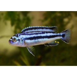 Melanochromis johanni - 4 - 5 cm