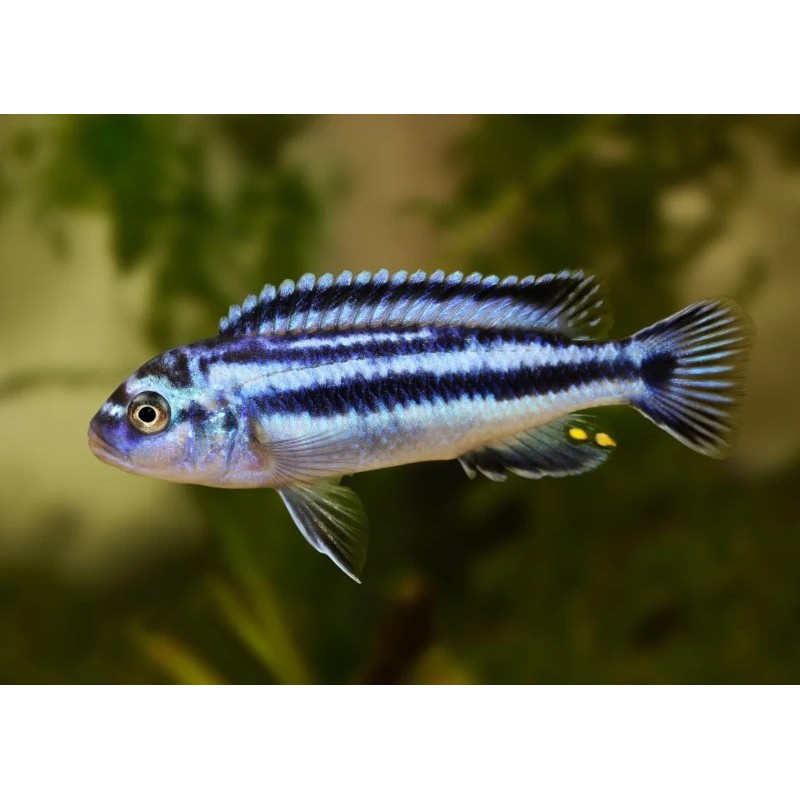 Melanochromis johanni - 4 - 5 cm