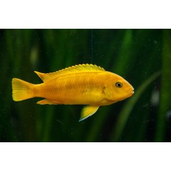 Melanochromis johanni red 4 - 5 cm