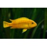 Melanochromis johanni red 4 - 5 cm
