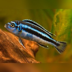Melanochromis maingano - 4 - 5 cm
