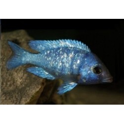 Placidochromis phenochilus - 4 - 5 cm