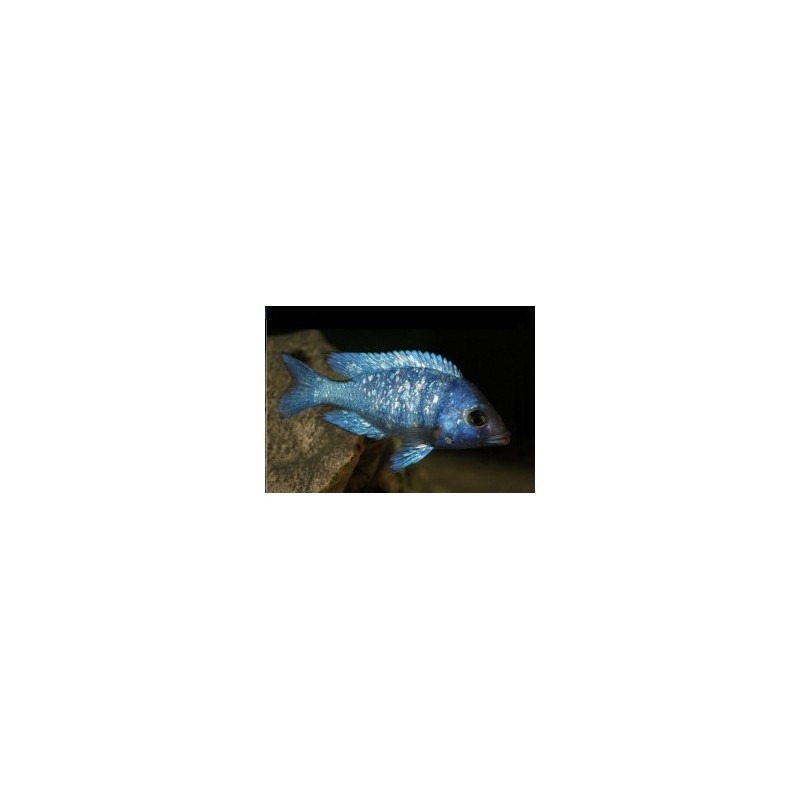 Placidochromis phenochilus - 4 - 5 cm
