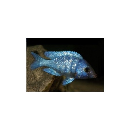 Placidochromis phenochilus - 4 - 5 cm