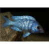 Placidochromis phenochilus - 4 - 5 cm