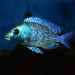 Placidochromis phenochilus giselli - 4 - 5 cm