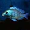 Placidochromis phenochilus giselli - 4 - 5 cm