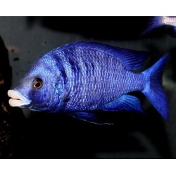 Placidochromis phenochilus mdoka white lips - 5 - 6 cm