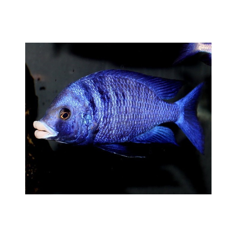 Placidochromis phenochilus mdoka white lips - 5 - 6 cm