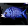 Placidochromis phenochilus mdoka white lips - 5 - 6 cm