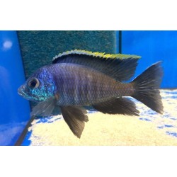 Placidochromis sp. blue - 4 - 5 cm