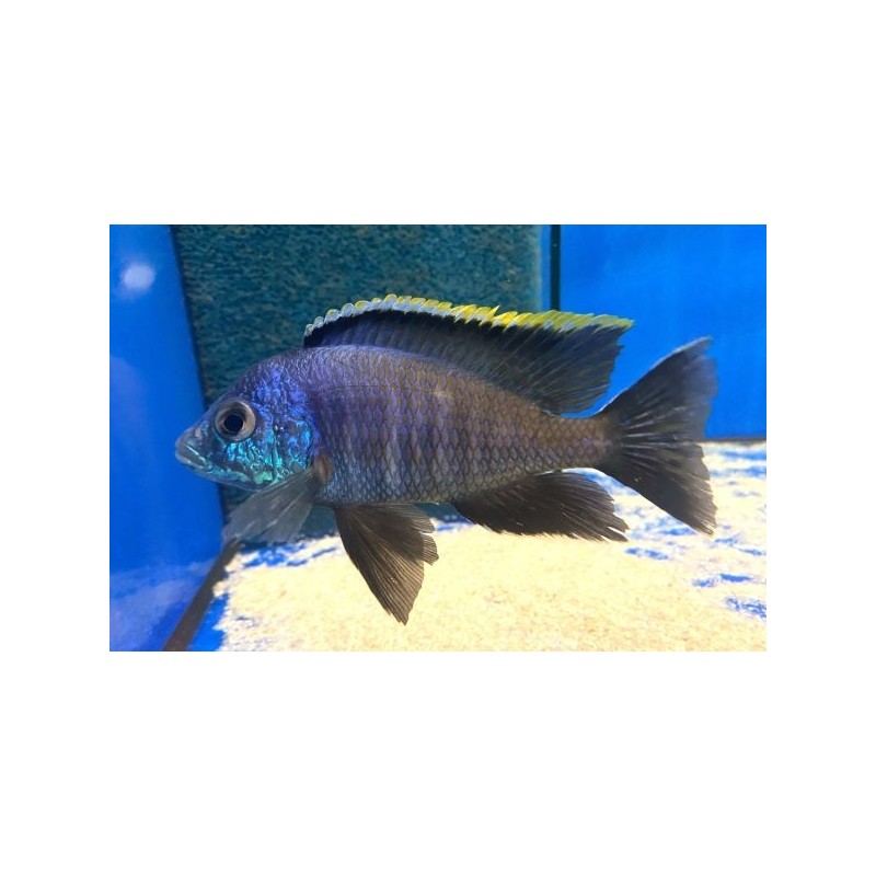 Placidochromis sp. blue - 4 - 5 cm