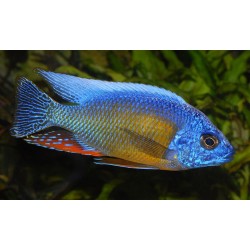 Protomelas hertae - 4 - 5 cm