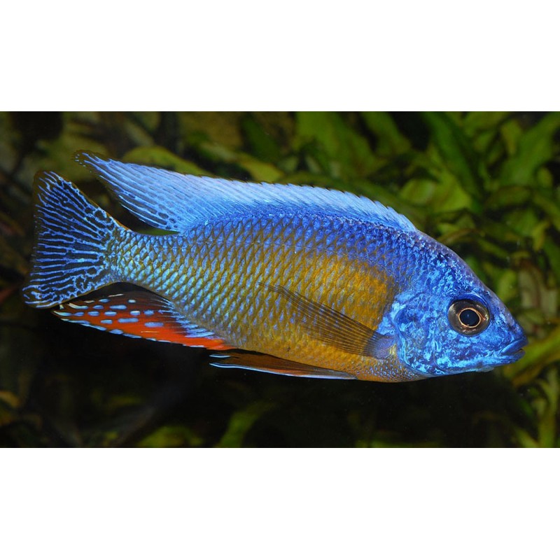 Protomelas hertae - 4 - 5 cm