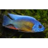 Protomelas hertae - 4 - 5 cm