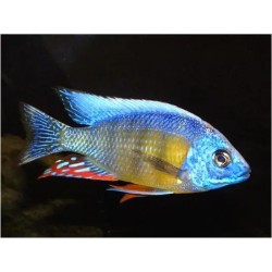 Protomelas sp. taiwan reef - 4 - 5 cm