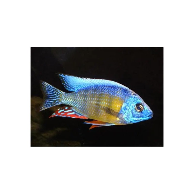 Protomelas sp. taiwan reef - 4 - 5 cm