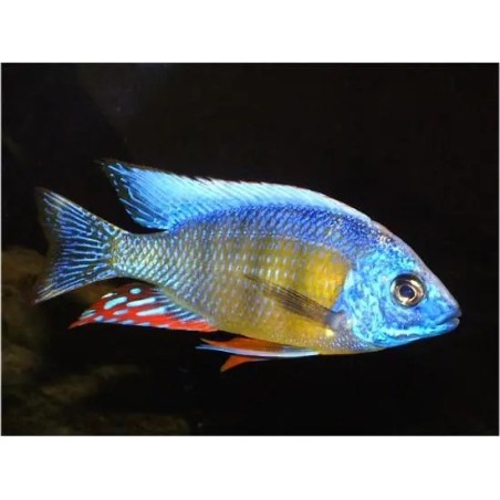 Protomelas sp. taiwan reef - 4 - 5 cm